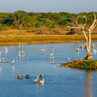 Bundala National park