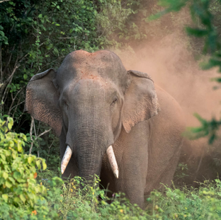 Yala National park Block 5