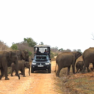 Yala National park Block 6 Lunugamwehera